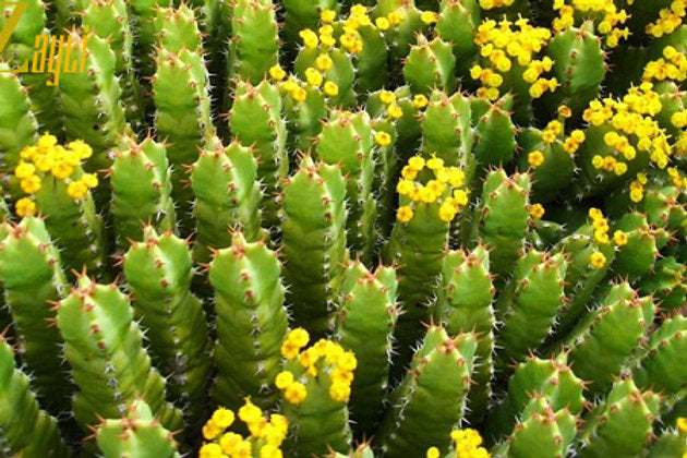 Miel d'Euphorbe du Maroc 250g - Rare & Authentique Terassens Provence