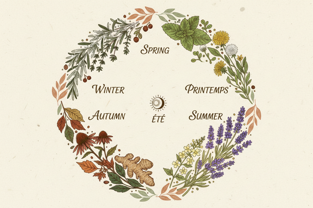 Calendrier des plantes : quelle infusion pour quelle saison ?