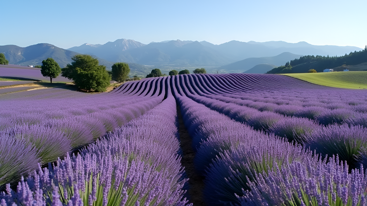 Savon au miel de Lavande Ma boutique